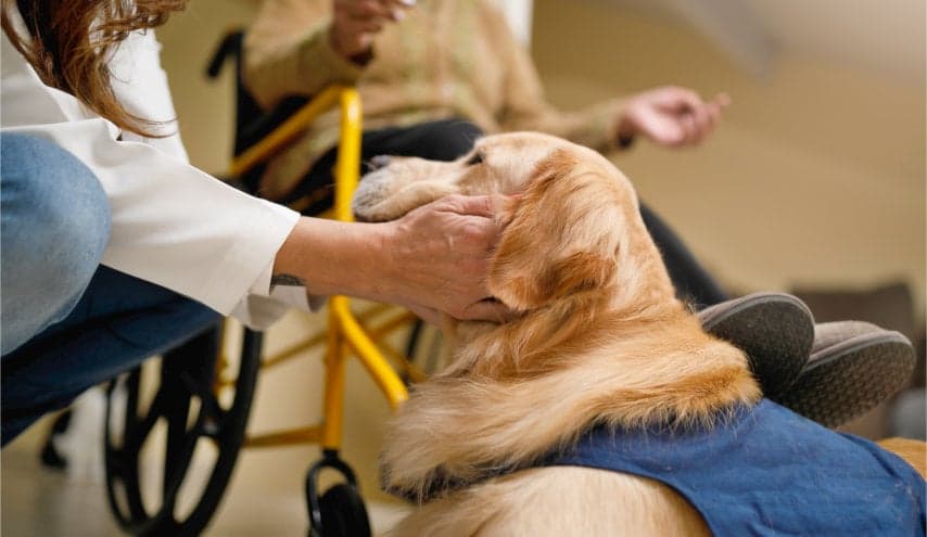 An obscured woman is crouching down to cradle the underside of a golden retriever’s face. The dog is wearing a vest marking him as a therapy dog. A person in a wheelchair can be seen in the background, elatedly waiting for their time with the dog.
