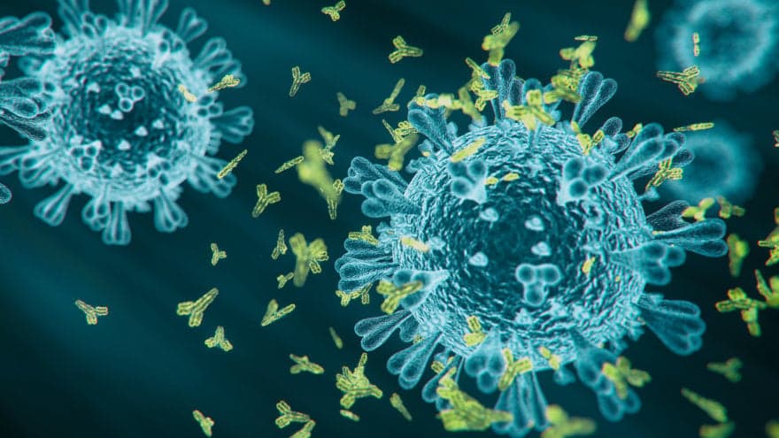 Artistic computer rendering of COVID-19 antibodies.